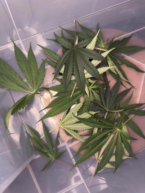 Jack Herer - A Flagship Hybrid. Week 9 - Tag 70