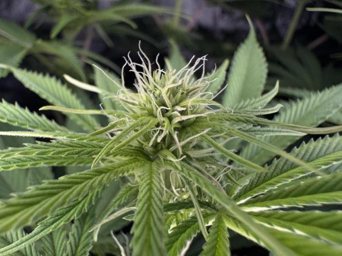 Jack Herer - A Flagship Hybrid. Week 9 - Tag 70 mittlere Pflanze