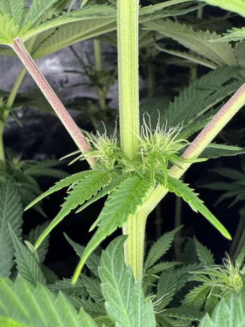 Jack Herer - A Flagship Hybrid. Week 9 - Tag 70 mittlere Pflanze