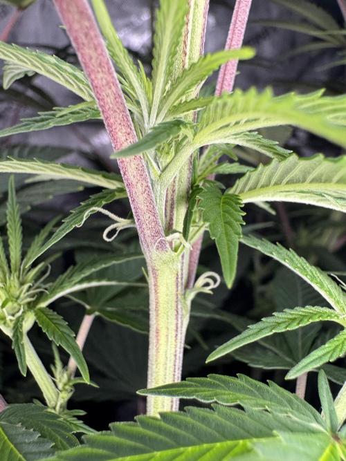 Jack Herer - A Flagship Hybrid. Week 9 - Tag 70 linke Pflanze bildet noch neue Blätter