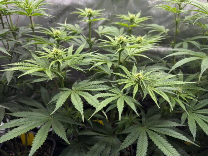 Jack Herer - A Flagship Hybrid. Week 9 - Tag 70 mittlere Pflanze