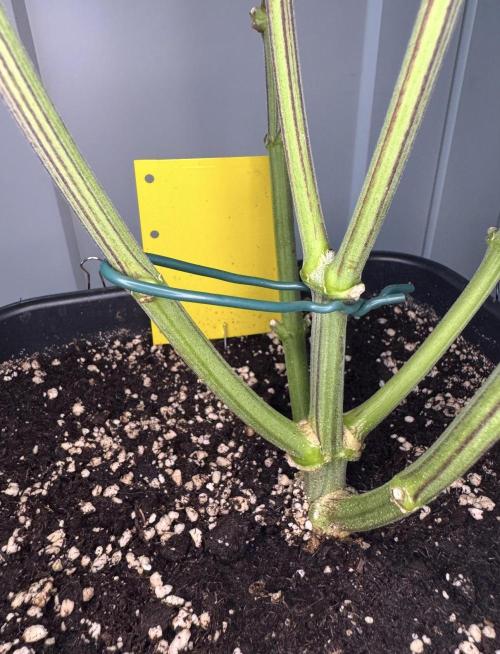 Jack Herer - A Flagship Hybrid. Week 9 - Ups