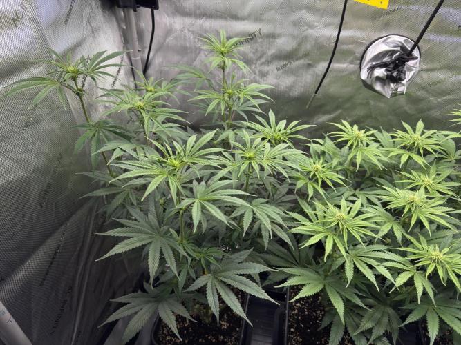 Jack Herer - A Flagship Hybrid. Week 9 - Tag 70