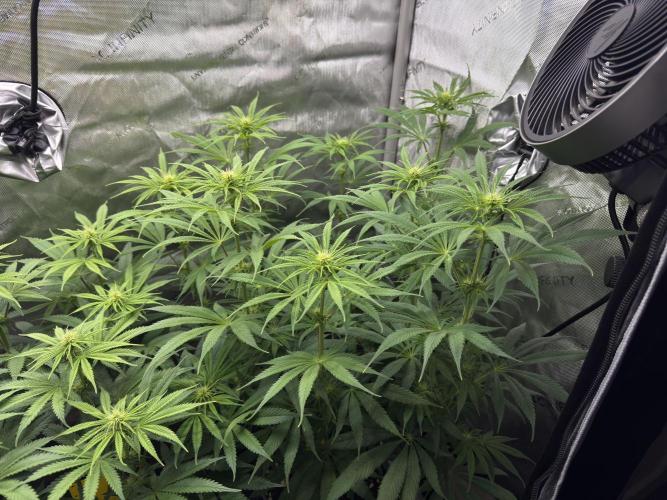 Jack Herer - A Flagship Hybrid. Week 9 - Tag 70