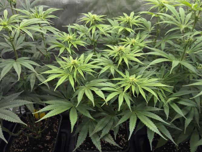 Jack Herer - A Flagship Hybrid. Week 9 - Tag 70