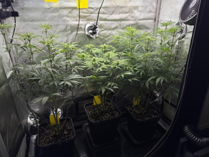 Jack Herer - A Flagship Hybrid. Week 9 - Tag 70