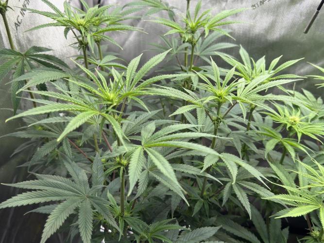 Jack Herer - A Flagship Hybrid. Week 9 - Tag 70