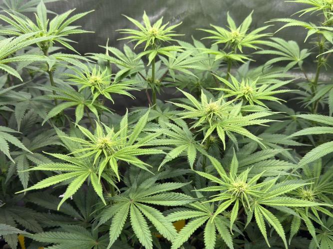 Jack Herer - A Flagship Hybrid. Week 9 - Tag 70