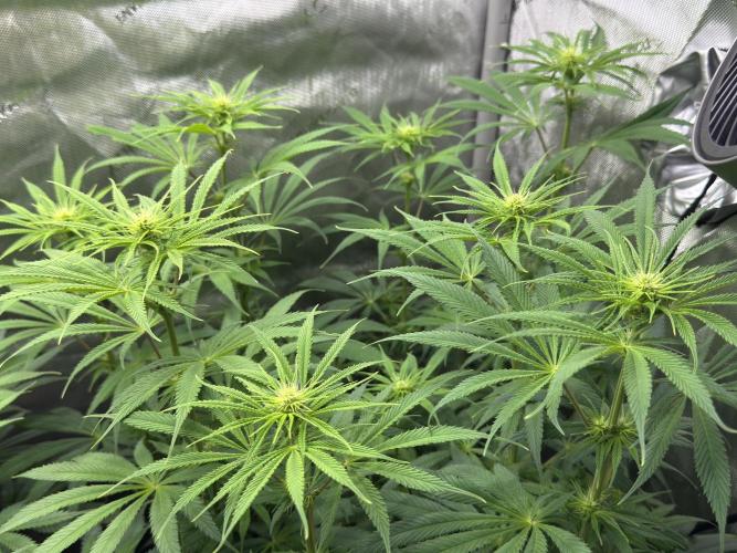 Jack Herer - A Flagship Hybrid. Week 9 - Tag 70