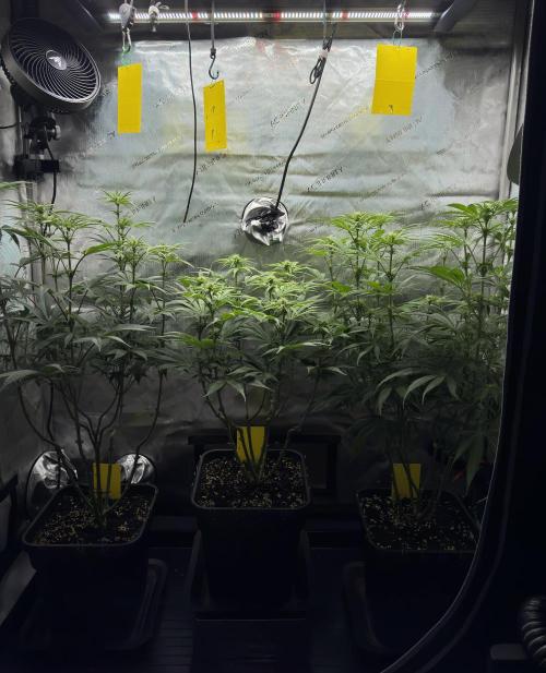 Jack Herer - A Flagship Hybrid. Week 9 - Tag 70