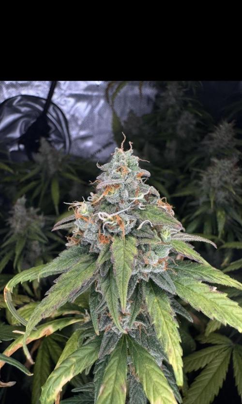 Jack Herer Sensi Seeds 3x (120x60). Week 8 - Cover
