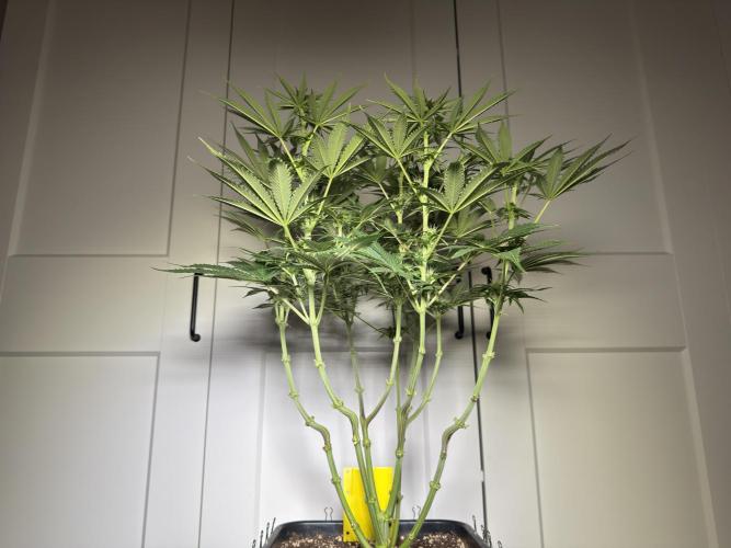 Jack Herer - A Flagship Hybrid. Week 10 - plant B praising the lord