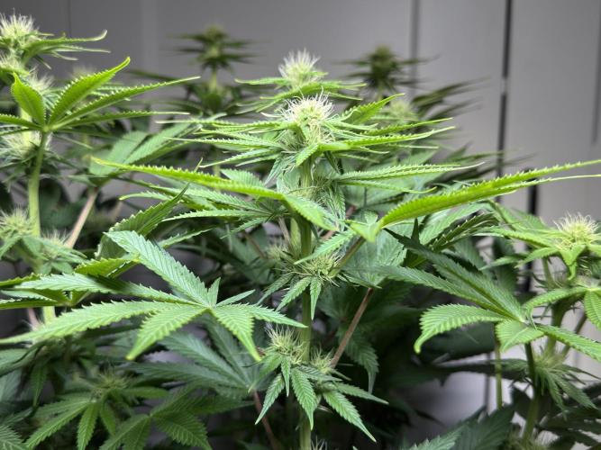 Jack Herer - A Flagship Hybrid. Week 10 - B