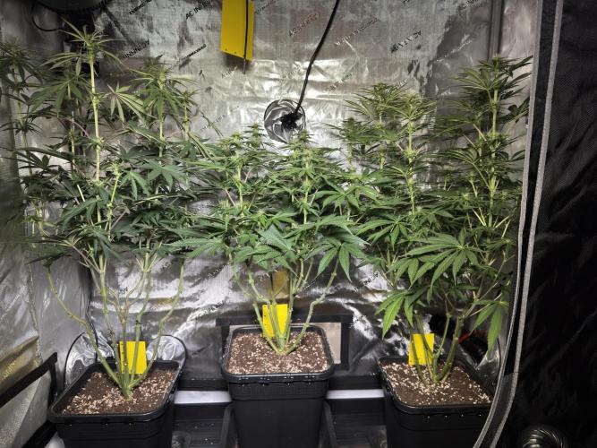 Jack Herer - A Flagship Hybrid. Week 10