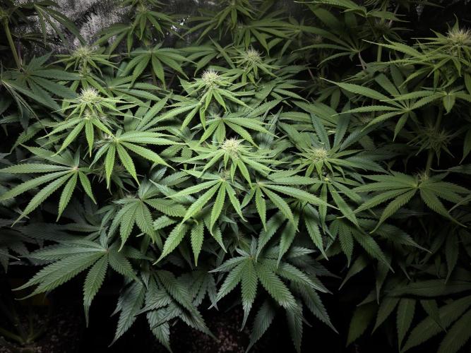 Jack Herer - A Flagship Hybrid. Week 10 - B