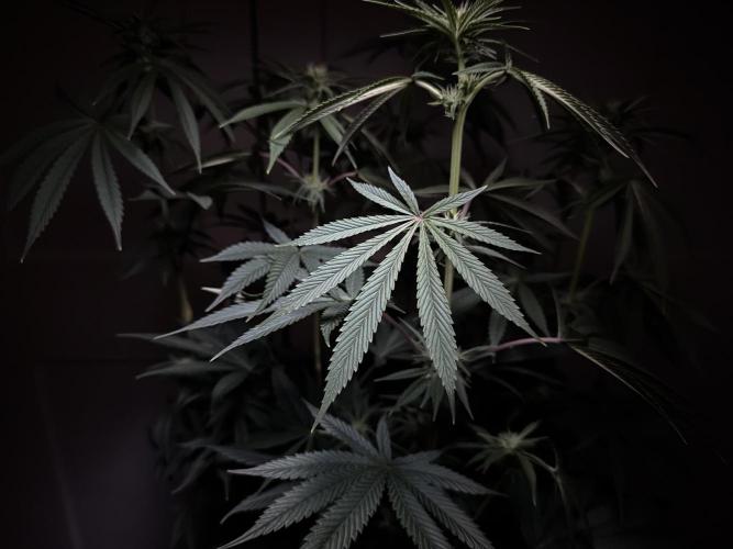 Jack Herer - A Flagship Hybrid. Week 10 - A