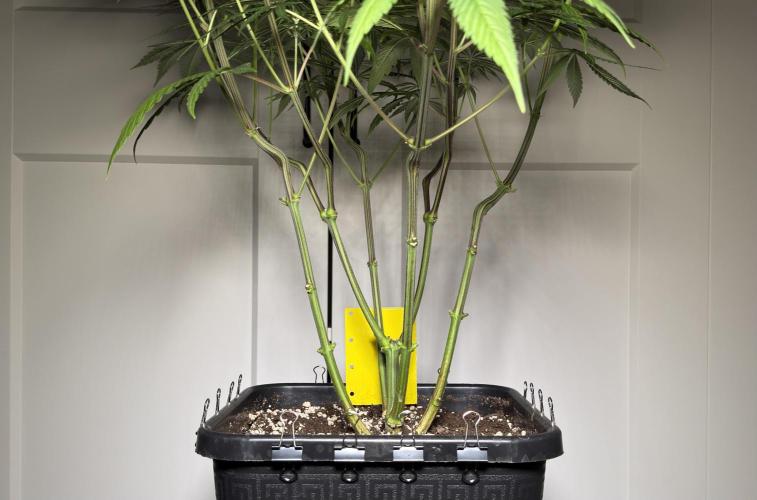 Jack Herer - A Flagship Hybrid. Week 10 - C