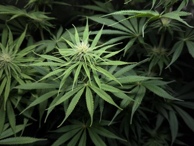 Jack Herer - A Flagship Hybrid. Week 10 - C