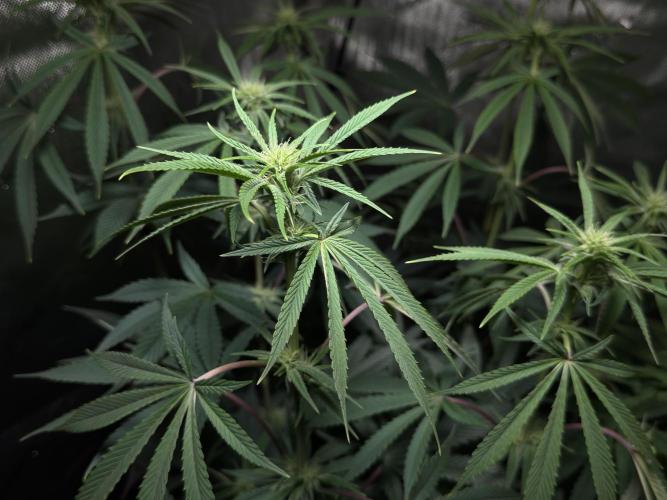 Jack Herer - A Flagship Hybrid. Week 10 - A