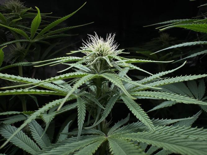 Jack Herer - A Flagship Hybrid. Week 10 - B