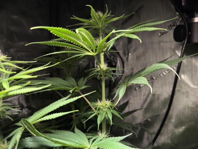 Jack Herer - A Flagship Hybrid. Week 10 - C