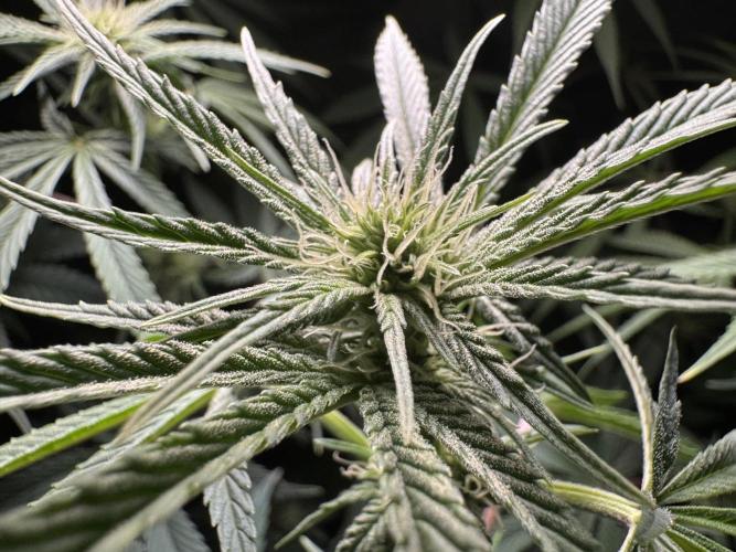 Jack Herer - A Flagship Hybrid. Week 10 - A irst trichomes