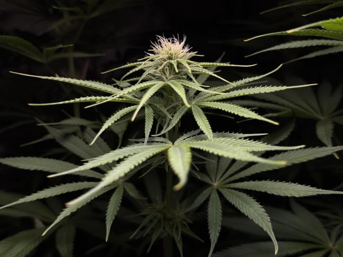 Jack Herer - A Flagship Hybrid. Week 10 - Plant B