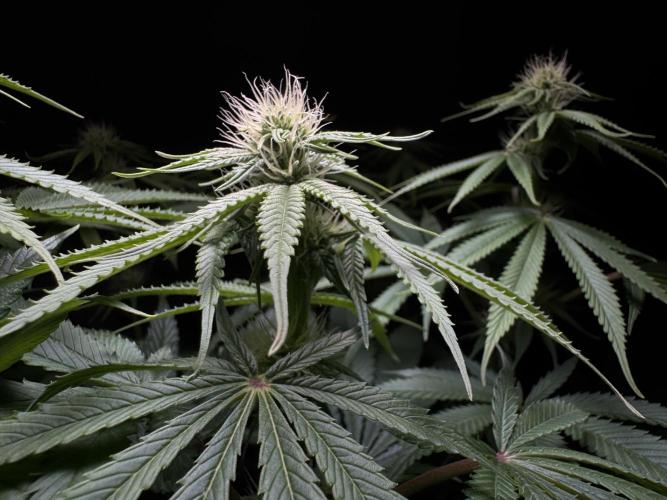 Jack Herer - A Flagship Hybrid. Week 10 - B