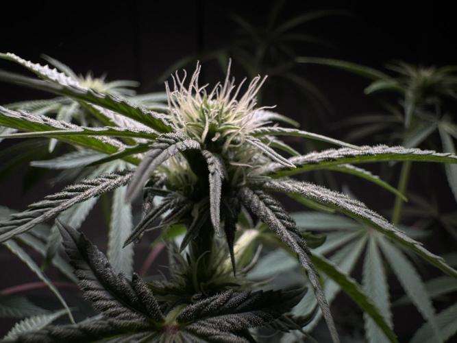 Jack Herer - A Flagship Hybrid. Week 10 - A