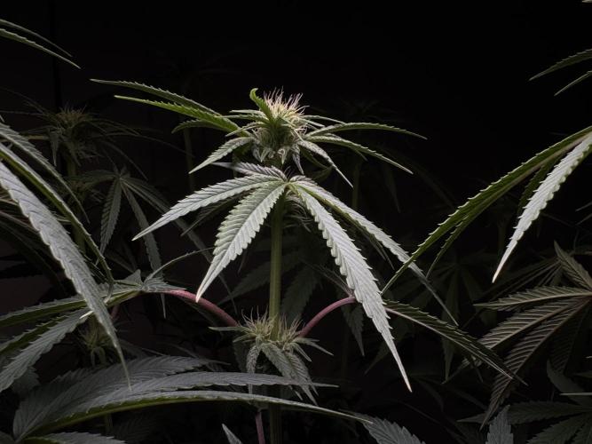 Jack Herer - A Flagship Hybrid. Week 10 - A