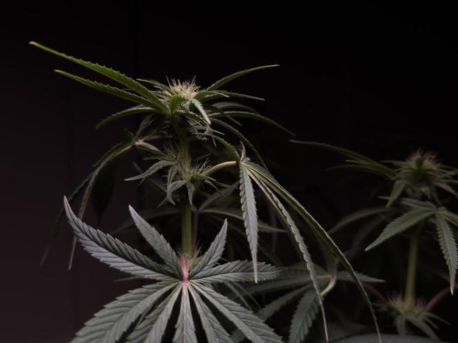 Jack Herer - A Flagship Hybrid. Week 10 - A