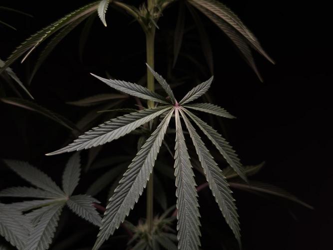 Jack Herer - A Flagship Hybrid. Week 10 - Plant A