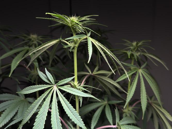 Jack Herer - A Flagship Hybrid. Week 10 - A