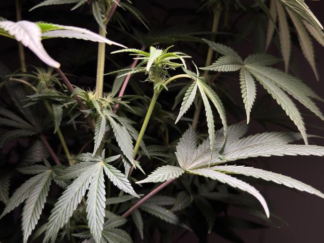 Jack Herer - A Flagship Hybrid. Week 10 - A