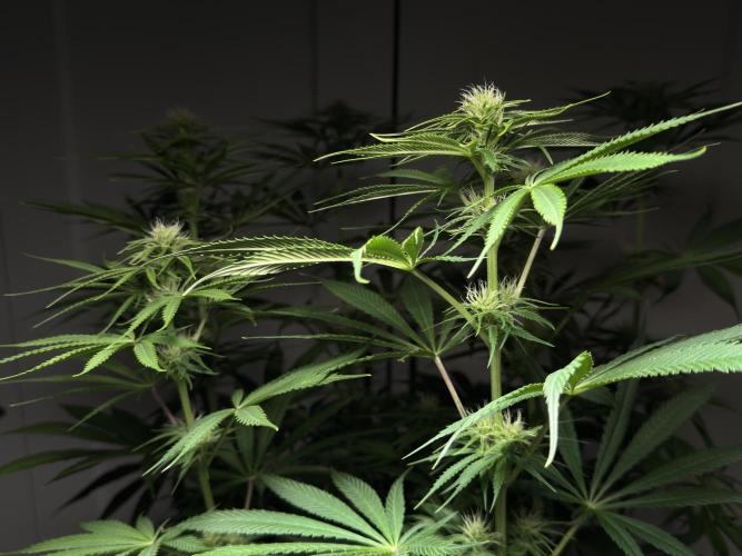 Jack Herer - A Flagship Hybrid. Week 10 - C