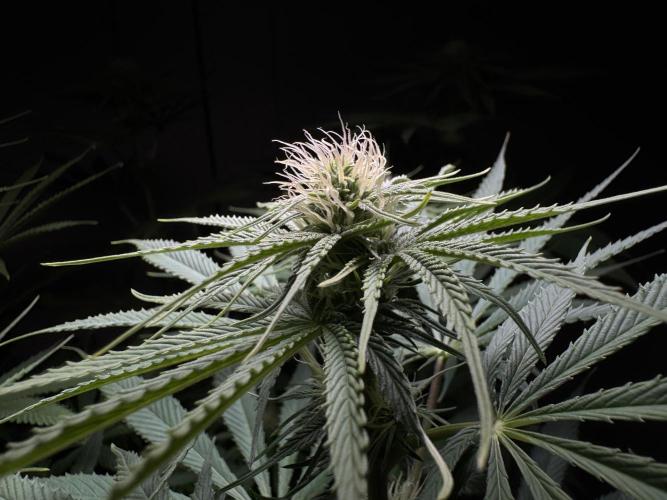 Jack Herer - A Flagship Hybrid. Week 10 - C