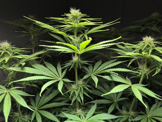 Jack Herer - A Flagship Hybrid. Week 10 - C