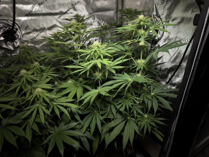 Jack Herer - A Flagship Hybrid. Week 10 - Plant C