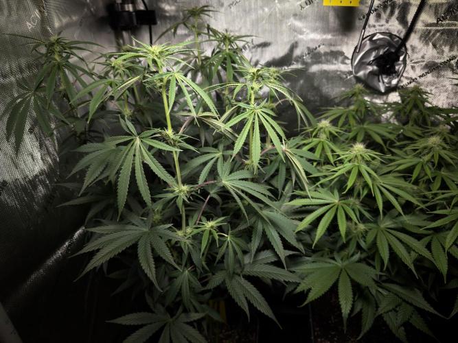 Jack Herer - A Flagship Hybrid. Week 10 - Plant A