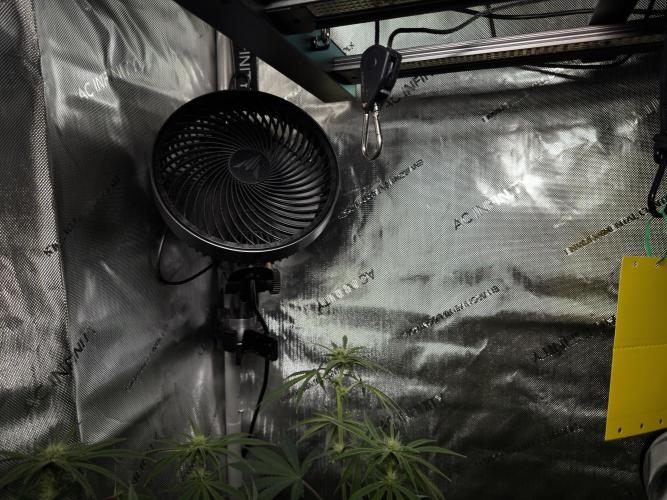 Jack Herer - A Flagship Hybrid. Week 10