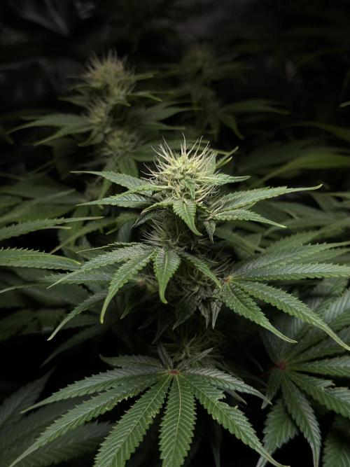 Jack Herer - A Flagship Hybrid. Week 11 - B