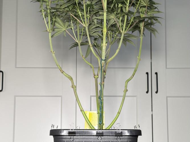 Jack Herer - A Flagship Hybrid. Week 11 - A - I have to adjust my closet doors)