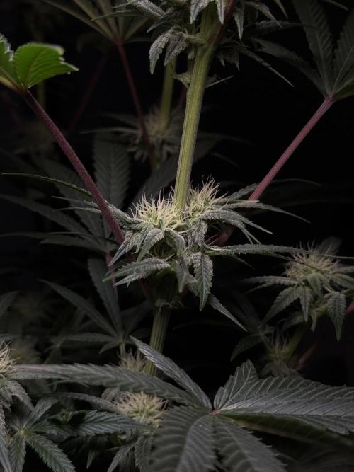 Jack Herer - A Flagship Hybrid. Week 11 - A