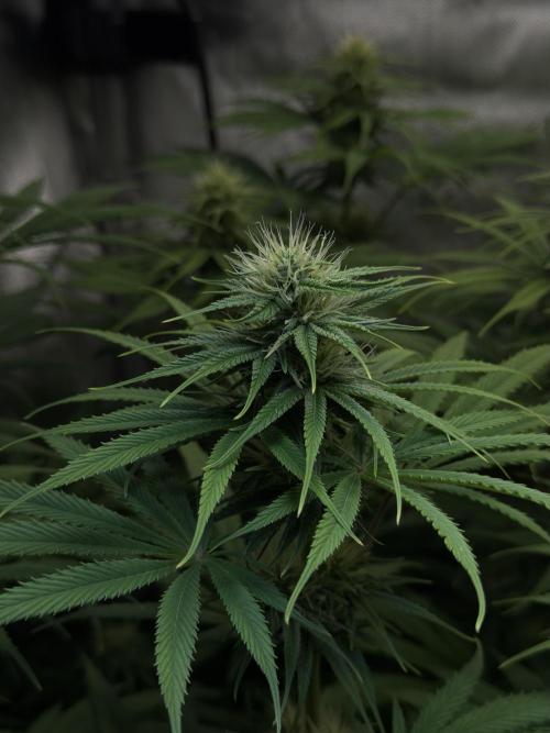 Jack Herer - A Flagship Hybrid. Week 11 - C leave color is getting better again