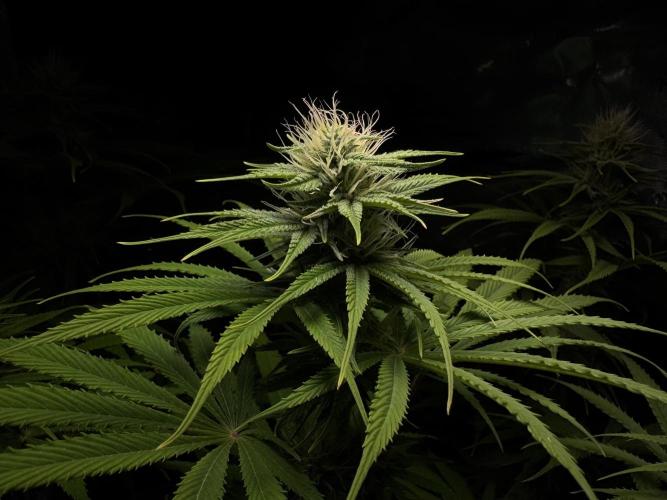 Jack Herer - A Flagship Hybrid. Week 11 - C 3200K 100% 
