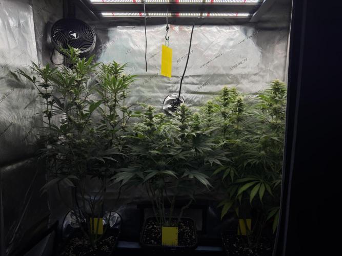 Jack Herer - A Flagship Hybrid. Week 11