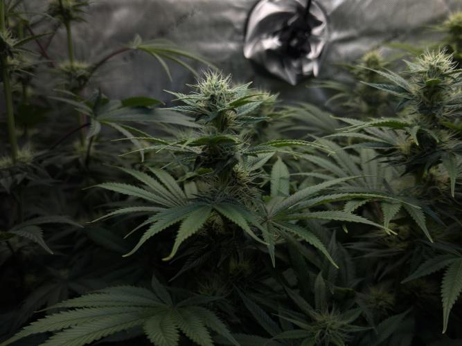 Jack Herer - A Flagship Hybrid. Week 11 - B