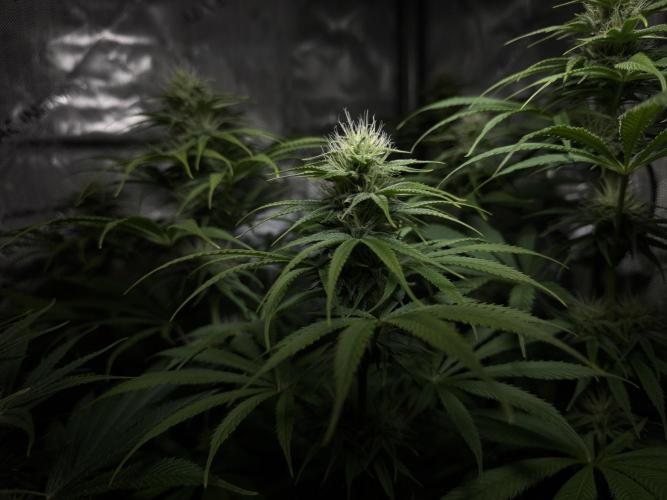 Jack Herer - A Flagship Hybrid. Week 11 - C
