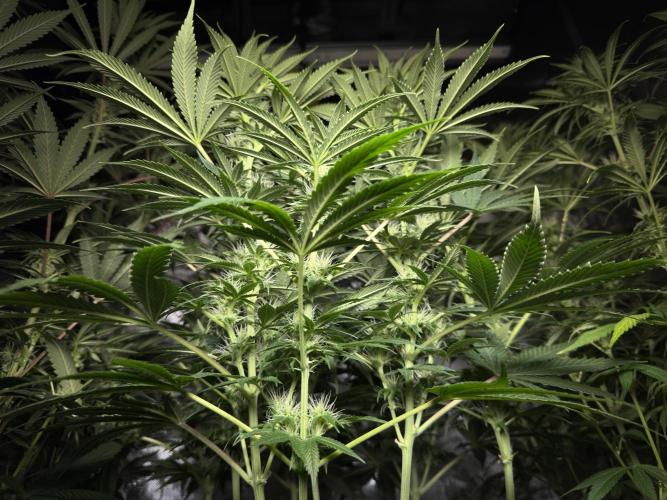 Jack Herer - A Flagship Hybrid. Week 11 - B