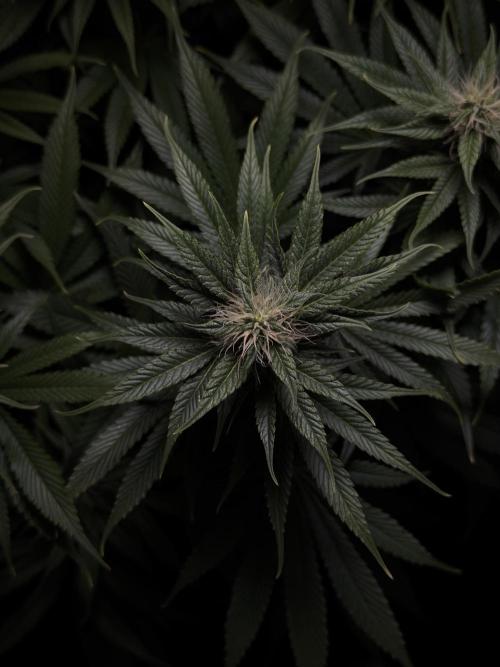 Jack Herer - A Flagship Hybrid. Week 11 - B